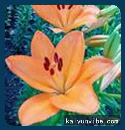 吴丹